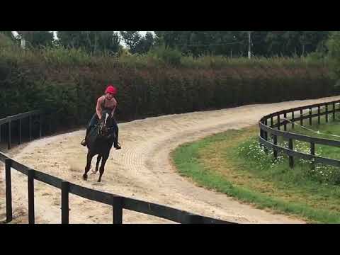 2YO Redwood / Merci Grand - 15/03/2018