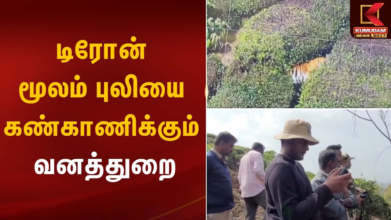 டிரோன் மூலம் புலியை கண்காணிக்கும் வனத்துறை | Ooty | Tiger Trapped | Kumudam News