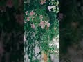 Bahut Pyar Karte Hain Tumko Sanam Keh Gya Tha Aashiq Purana Whatsapp Status Short Video Viral