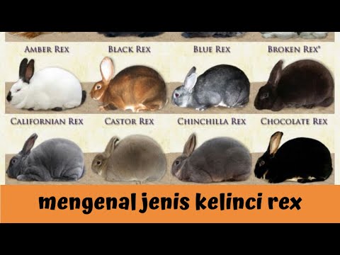 , title : 'mengenal 10 jenis kelinci rex'