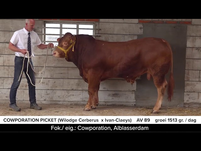 Video Cowporation Picket