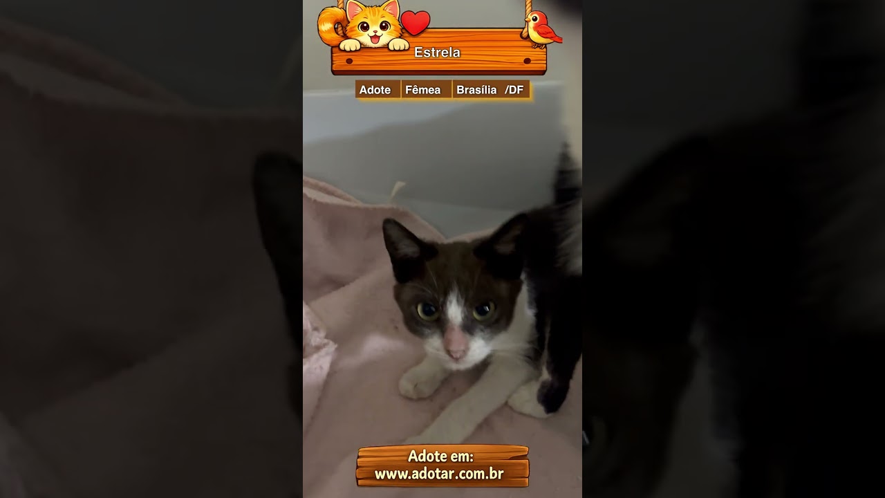 Gato raça SRD-ViraLata idade 7 a 11 meses nome Estrela