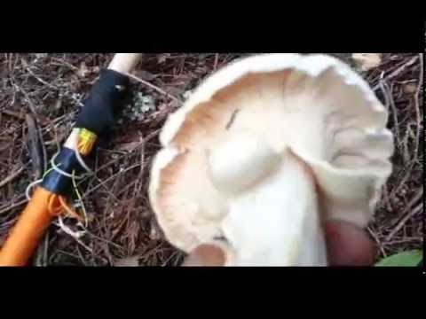 download lagu mp3 mp4 Wild Mushrooms Vancouver, download lagu Wild Mushrooms Vancouver gratis, unduh video klip Wild Mushrooms Vancouver