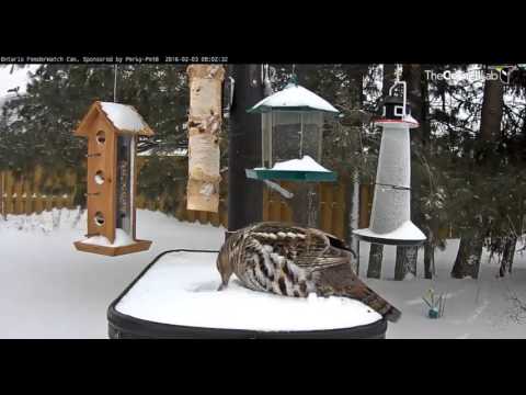 Ruffed Grouse visit   Video 2016 02 03 081219