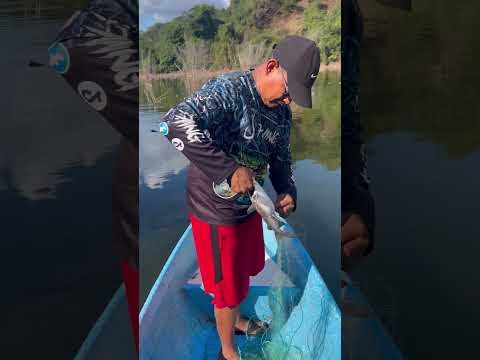 Pesca liveracion de bagre para reproduccion #1million #pesca #lineadepesca #fishing #yosoydelos7mil