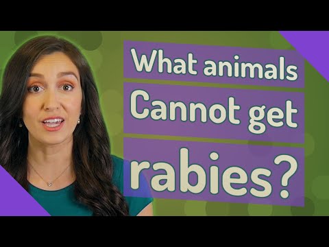What animals Cannot get rabies?