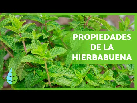 Benefits of Peppermint (Properties, How to Take It, and Contraindications)