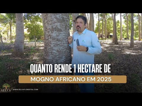 HOW MUCH DOES 1 HECTARE OF AFRICAN MAHOGANY YIELD IN 2025