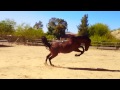 Andalusian Stallion Having Fun Music by - The Tractors - Up Jumped the Boogie