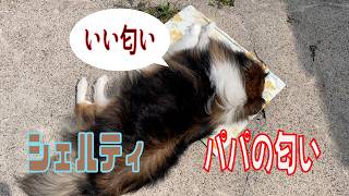 【シェルティ】パパの枕【フランス田舎暮らし🇫🇷】#犬の散歩 #賢い犬 #犬のいる暮らし #シェルティ