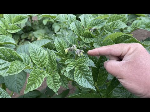 ジャガイモの収穫時期は何によって決まりますか？ 2つの期間があり、どちらを選択するかはあなたが決めます！  庭園