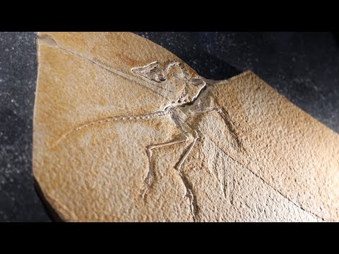 Jura-Museum in Eichstätter Willibaldsburg wieder geöffnet