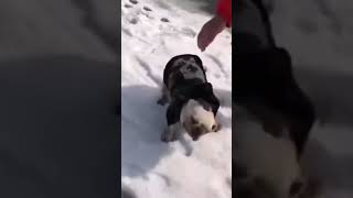 ☆Super Cute Animals☆Cute cats and funy dogs＆cat　videos compilation2021C㉞#Shorts