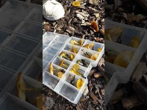 Svamp för alla - Papegojskivling, Bolbitius callistus del 2