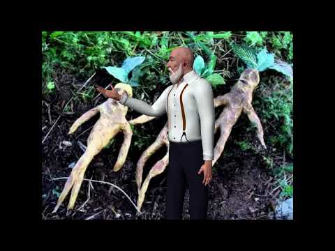 The benefits and contraindications of the mandrake, the magical plant