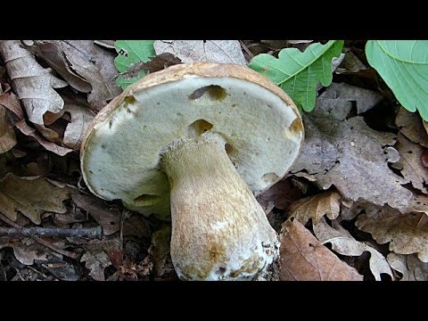 Boletus reticulatus & Cantharellus cibarius - Vrganj i Lisičarka 2017