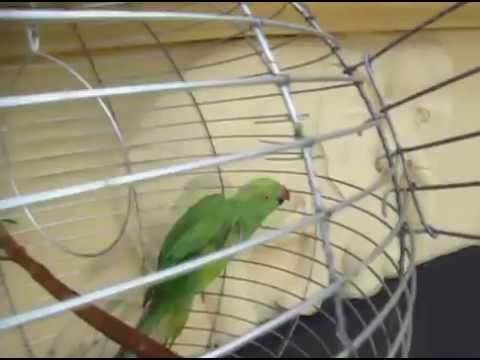 මේ ගිරවුන් සිරගෙදරින් නිදහස්ව ගියා  සේ අප හැමෝටමත් මේ කුසලයෙන්  සසර දුකින් නිදහස් වන්නට ලැබේවා!