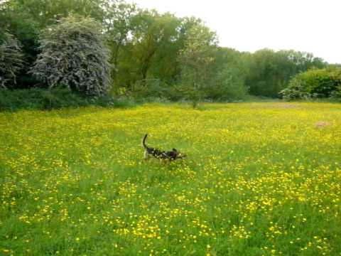Bitza in his buttercup meadow. 4/6/2010