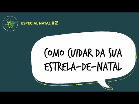 Consultório de Plantas Especial Natal #2 - Como cuidar da sua estrela-de-natal