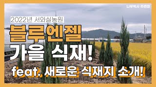 블루엔젤 가을식재! 그리고 새로운 식재지 소개?
