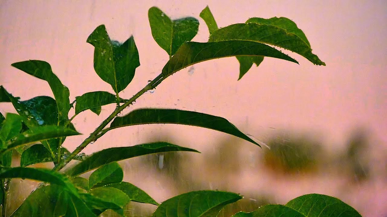 Calm Your Mind 🌿 Rain & Piano Melodies for Deep Sleep and Serenity 💞💤😴