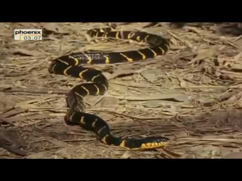 Grusel der Natur - Reptilien [Doku deutsch]