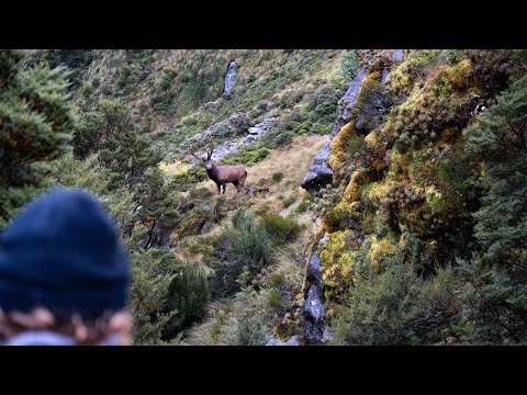 Fiordland Wapiti Hunting  2023 | New Zealand