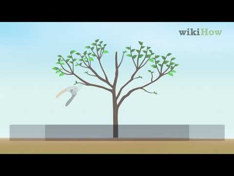 How to Prune a Cherry Tree