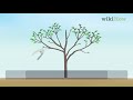 How To Prune A Cherry Tree