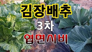 [텃밭농부.846]  김장배추 토양만들기 효과의 비교, 3차 엽면시비 #김장배추재배