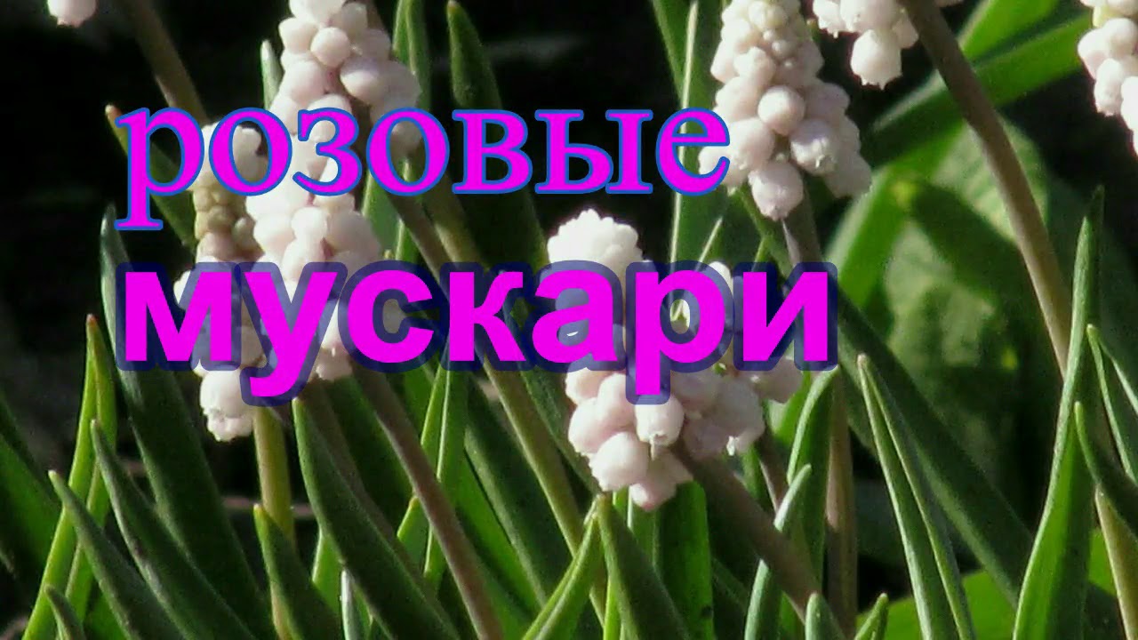 РОЗОВЫЕ МУСКАРИ