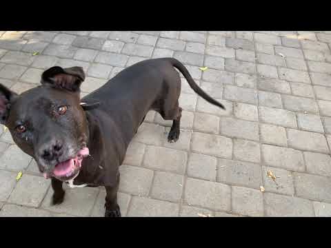 Raw Feeding Your Rottweiler and Pit Bull Mix