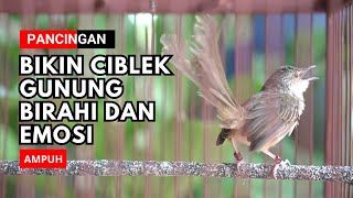 Download lagu Pancingan burung ciblek gunung pancing birahi dan emosi burung anda mp3
