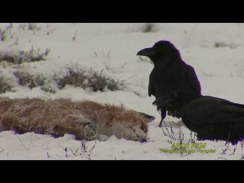 KORP  Common Raven  (Corvus corax)  Klipp - 2484