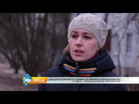 Новости Псков 12.01.2017 # Собака инвалид по кличке Дума ищет хозяина 
