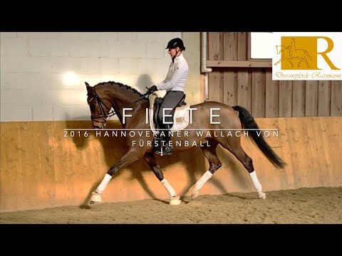 SOLD!! Dressurpferd - 2016 Hannoveraner Wallach von Fürstenball, Dressurpferde A - Fürst Linos