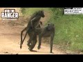 Sneaky Baboon Quickies