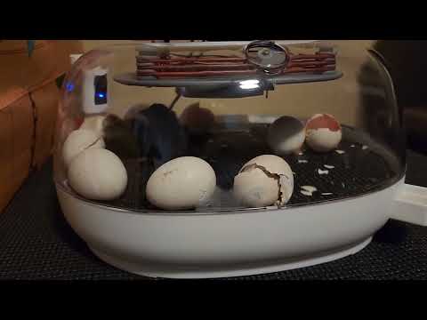 Manna Pro Harris Farms Nurture Right Incubator - Egg Incubator for Hatching Chicks - Holds 22 Eggs