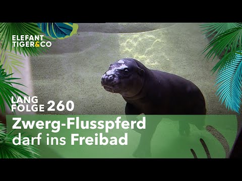Ein Flusspferd taucht auf (Langfolge 260) | Elefant, Tiger & Co. | ARD