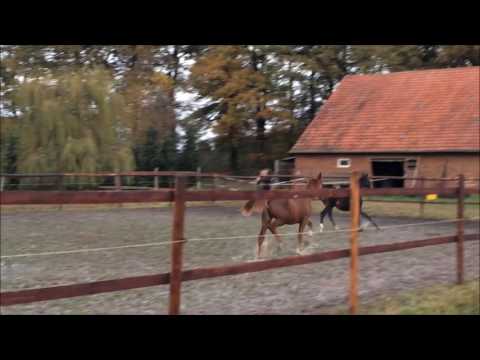 Quantensprung x Rohdiamant x Furioso Stutfohlen 16 11 2016