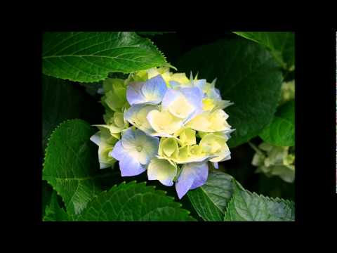 يا عشاق النبي طاهر مصطفى