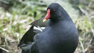 Download lagu SUARA ANDALAN PIKAT MANDAR BATU mp3