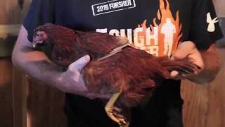 Differentiating 2-3 month-old Hens from Roosters