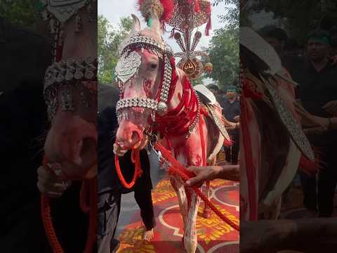 Imam hussain ka Zuljana #zuljanah #horse #shorts