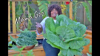 The BEST collard green recipe on YOUTUBE! (Harvest Clean and Cook)