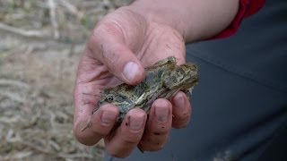 preview picture of video 'Sauver les grenouilles du massacre par les autos: exemple à Ferden dans le Lötschental'