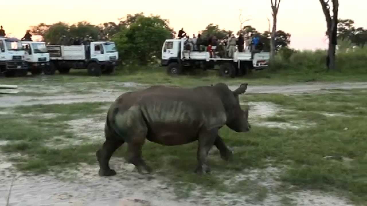 Rhinos Without Borders