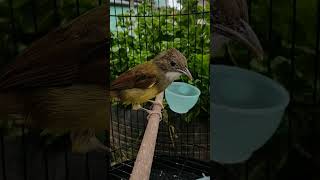 Download lagu the most expensive master bird #birds #love mp3