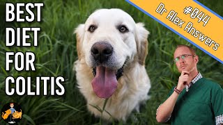 What to Feed a Dog with Colitis (+ cure their diarrhea) - Dog Health Vet Advice