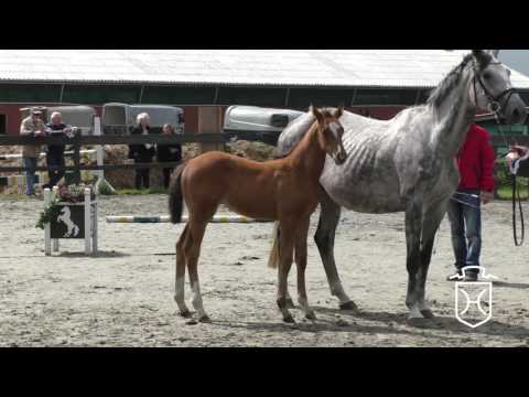 SL113 Stutfohlen von Cascadello I - Cassini II - Heraldik xx